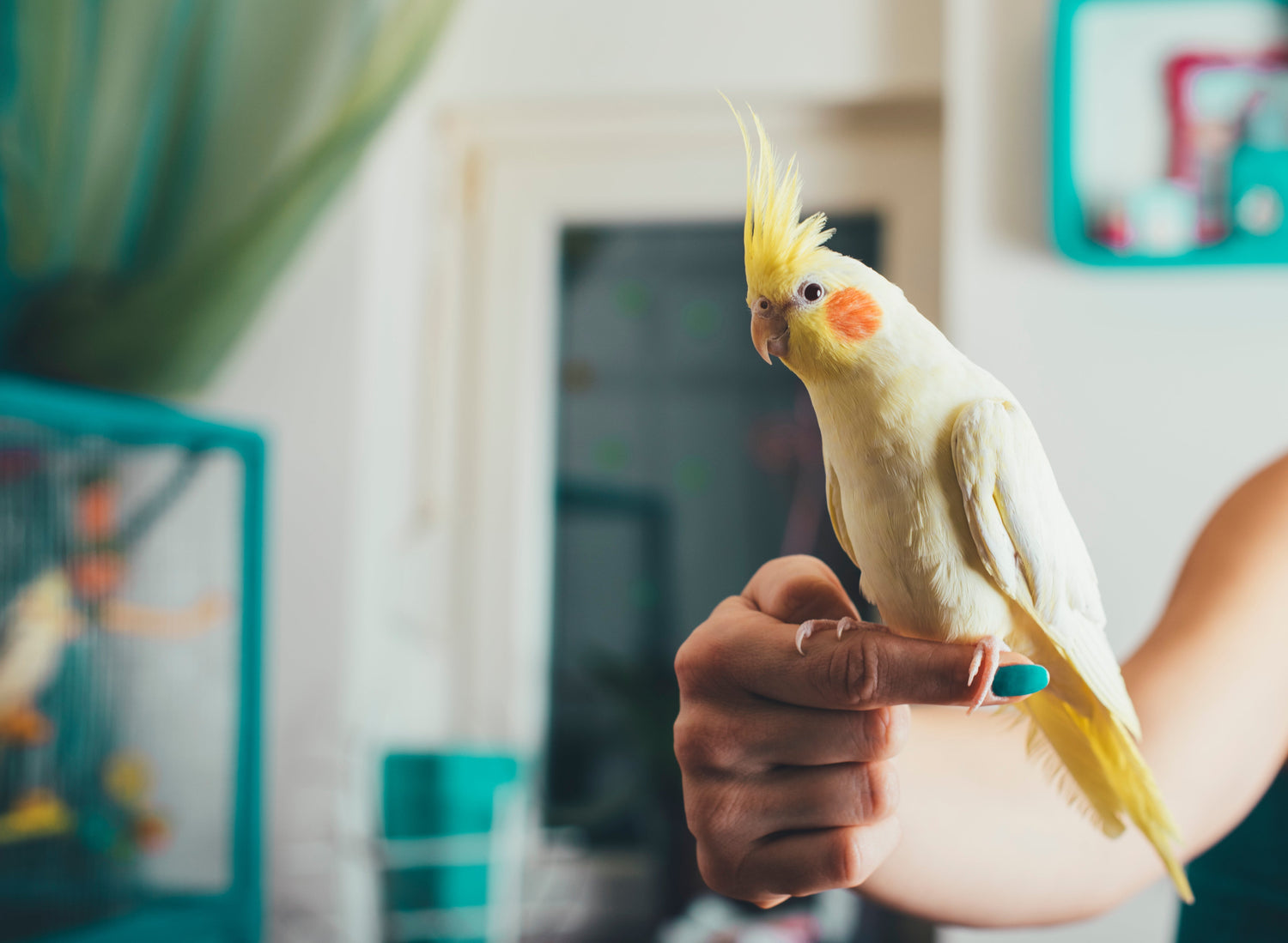 oiseau