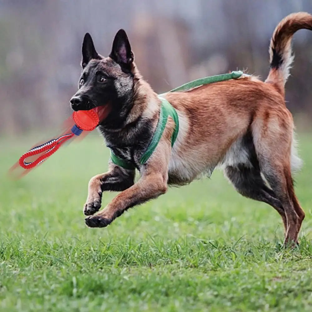 Pelota interactiva para perros