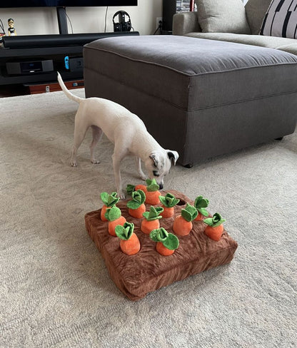Carrot Farm