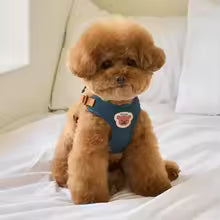 🐶✨ Ultra-Comfort Harness + Leash – For Small Dogs & Cats 😻